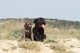 CANE CORSO 211